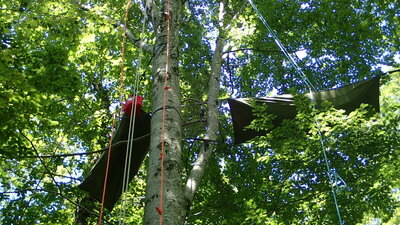 Catalpa